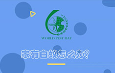 家有白蚁怎么办？