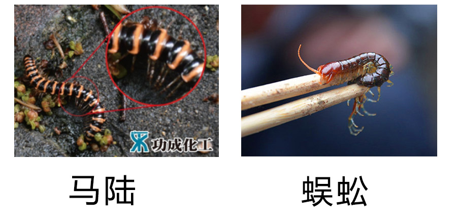 马陆与蜈蚣